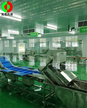 廣西蒙山標(biāo)準(zhǔn)化凈菜加工車間項(xiàng)目,毛菜加工車間順利完工!